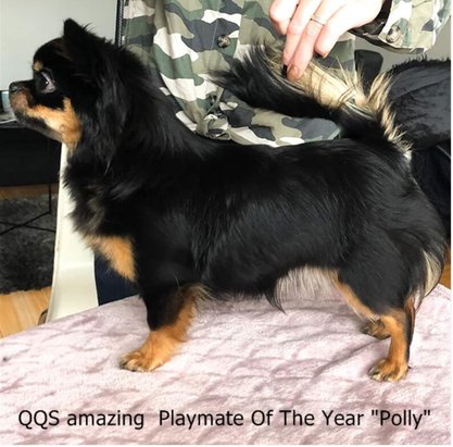 QQS amazing  Playmate Of The Year "Polly"